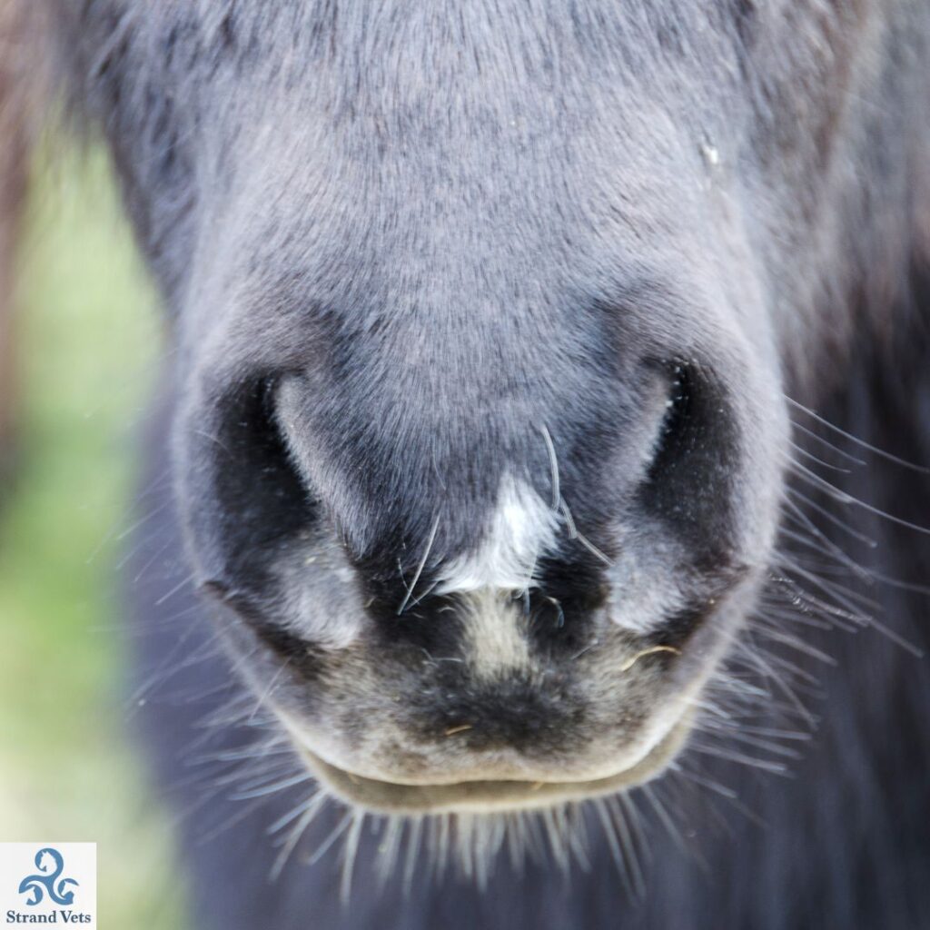 Fluffy grey pony muzzle