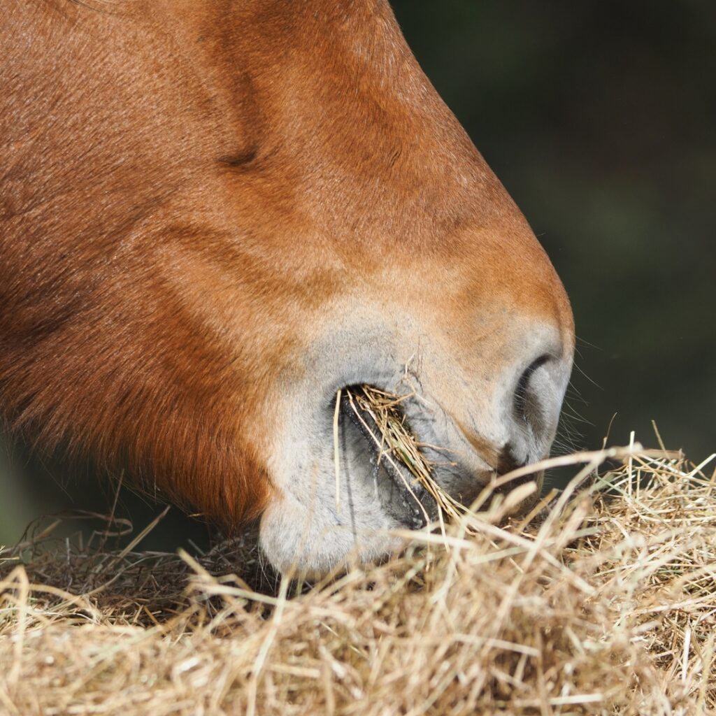 Brown horse eating hay